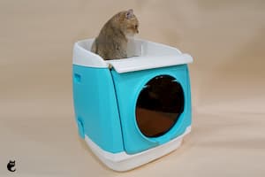 How Can I Transit My Cat To A Hooded Litter Box?